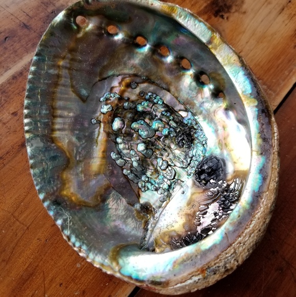 Large Abalone Shell-Great for home office or studio decor😍 - Picture 2 of 16